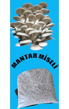 1 Kg İstiridye Mantarı Tohumu Ekim Poşeti, Kireç, Alçı Ve Buğday Kepeği- Full Paket 1 Adet
