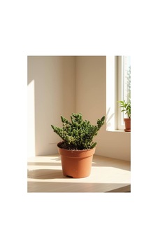 Variegated Opuntia / Tavşan Kulak Kaktüs 25-30cm Variegated Opuntia / Tavşan Kulak Kaktüs 25-30cm
