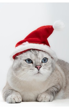 Patipatron Yeni Yıl Kedi Şapkası Lastikli Yılbaşı Şapkası Yetişkin Kedi Yavru Sku: Zeusb0cnd9k71j