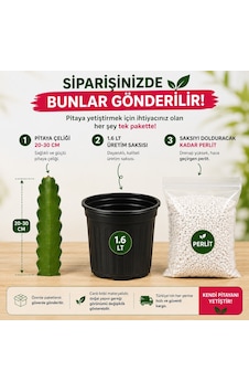 Pitaya Ejder Meyvesi Köklendirme Seti 20-30 Cm Çelik + Saksı + Perlit Pitaya Ejder Meyvesi Köklendirme Seti 20-30 Cm Çelik + Saksı + Perlit