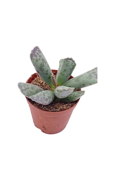 ADROMISCHUS COOPERI