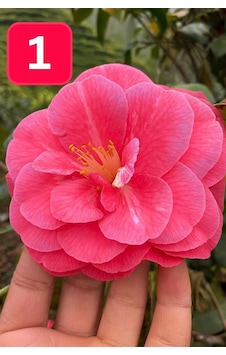 Mini Saksıda İri Goncalı Desire Kamelya Fidesi 5-10 Cm Mini Saksıda İri Goncalı Desire Kamelya Fidesi 5-10 Cm