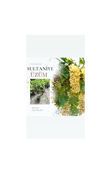 Tüplü Sultaniye Üzüm Fidanı 2 Yaş Çekirdeksiz 1-2 Metre Tüplü Sultaniye Üzüm Fidanı 2 Yaş Çekirdeksiz 1-2 Metre