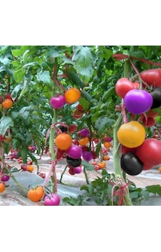 Gökkuşağı Cherry Domates Tohumu Regarenk Domates Tohumu 10 Tohum + Saksı Toprak Gökkuşağı Cherry Domates Tohumu Regarenk Domates Tohumu 10 Tohum + Saksı Toprak