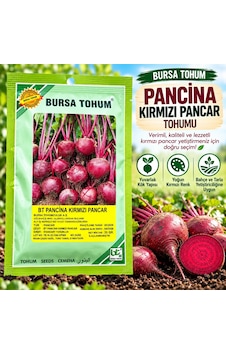 Bt Pancina Kırmızı Pancar Tohumu 25 Gr Bt Pancina Kırmızı Pancar Tohumu 25 Gr