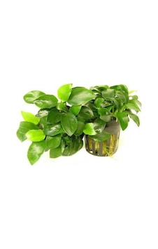Anubias Nana 5-6 Yapraklı Canlı Bitki Anubias Nana 5-6 Yapraklı Canlı Bitki
