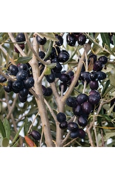 Gemlik Etli Salamuralık Trilye Zeytin Fidanı Gemlik Etli Salamuralık Trilye Zeytin Fidanı