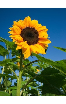 AGRodal Tarım Doğal Çerezlik Ayçiçeği Tohumu 50 Ad Tohum AGRodal Tarım Doğal Çerezlik Ayçiçeği Tohumu 50 Ad Tohum