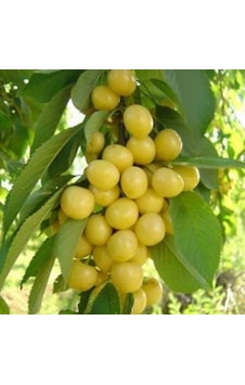 Beyaz Kiraz Starksgold Fidanı Aşılı - 2 Yaş Tüplü 100Cm Beyaz Kiraz Starksgold Fidanı Aşılı - 2 Yaş Tüplü 100Cm