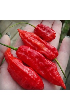 20 Adet Kırmızı Bhut Jolokia Biber Tohumu 20 Adet Kırmızı Bhut Jolokia Biber Tohumu