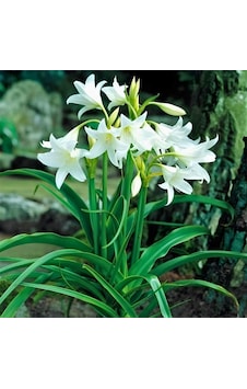 Nadir İri Çiçekli Parfüm Kokulu Crinum Powellii Album Bataklık Zambağı Soğanı 1 Adet Nadir İri Çiçekli Parfüm Kokulu Crinum Powellii Album Bataklık Zambağı Soğanı 1 Adet