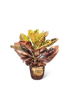 Kraton - Codiaeum Petra - 599284423 Kraton - Codiaeum Petra - 599284423