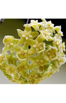 Limoni Yıldız Hoya Mum Çiçeği Fidanı Limoni Yıldız Hoya Mum Çiçeği Fidanı
