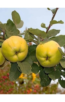 Eşme Ayva Fidanı 3 Yaşlı 130-150cm Yarıbodur Anaça Aşılı