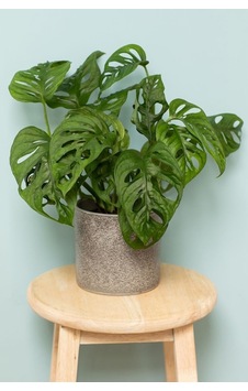 Ithal Monstera Adansonii Monstera Monkey Mask Ithal Deve Tabanı - 284023399