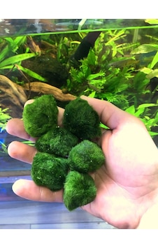 Yosun Topu Moss Ball 1 Ad Minyatür Çap 1 Cm Yosun Topu Moss Ball 1 Ad Minyatür Çap 1 Cm