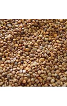 Roka Tohumu 1 KG 1000 GR Roka Tohumu 1 KG 1000 GR