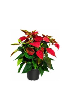 Atatürk Çiçeği Ponsetia Q17 Cm Saksı 40-50 Cm Boy - 914249334