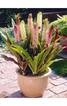 Soğuklara Dayanıklı Eucomis Comosa Ananas Çiçeği Zambağı Soğanı 1 Adet Soğuklara Dayanıklı Eucomis Comosa Ananas Çiçeği Zambağı Soğanı 1 Adet