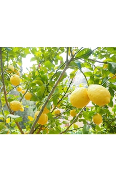 Limon Fidanı Yediveren Aşılı 2 Yaş Limon Ağacı Fidanı Tüplü Limon Fidanı Yediveren Aşılı 2 Yaş Limon Ağacı Fidanı Tüplü