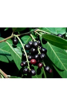 TÜPLÜ KARAYEMİŞ (Prunus Laurocerasus) FİDANI 120-150 CM TÜPLÜ KARAYEMİŞ (Prunus Laurocerasus) FİDANI 120-150 CM