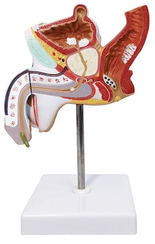Erkek Ürogenital Sistemi Patoloji Modeli, Gerçek Boyut, 2 Parçalı - Erkek Genital Organ Modeli 01 Erkek Ürogenital Sistemi Patoloji Modeli, Gerçek Boyut, 2 Parçalı - Erkek Genital Organ Modeli 01