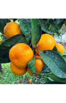Soğuklara Dayanıklı Satsuma Rize Mandalinası 3 Yaş, Tüplü Soğuklara Dayanıklı Satsuma Rize Mandalinası 3 Yaş, Tüplü
