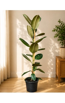 Kauçuk Ağacı Ficus Elastica 60-80 Cm Tekli Gövde Formu