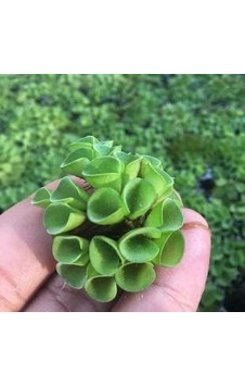 Ayrex Salvinia Cuculatta 2 Kök Su Üstü Bitkisi Akvaryum Ve Havuz Bitkisi Ayrex Salvinia Cuculatta 2 Kök Su Üstü Bitkisi Akvaryum Ve Havuz Bitkisi