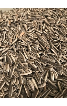 Küçük Alaca Çekirdek 1 KG Yeni Mahsul