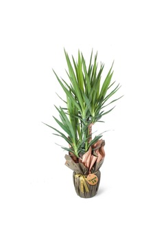 Yuka - Yucca Elephantipes - 599284130 Yuka - Yucca Elephantipes - 599284130