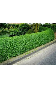 Tüplü liküstürüm (Ligustrum) Fidanı