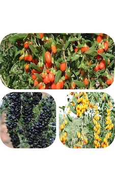 Tüplü Goji Berry Fidanı Paketi Siyah-sarı-kırmızı Tek Pakette Tüplü Goji Berry Fidanı Paketi Siyah-sarı-kırmızı Tek Pakette