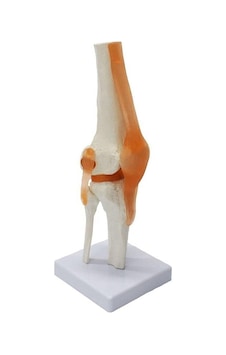 Medikaltec Diz Maketi - Fonksiyonel Ve Ergonomik Model Medikaltec Diz Maketi - Fonksiyonel Ve Ergonomik Model
