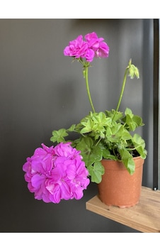 Sakız Çiçeği Rengi Koyu Pembedir. Boyutu 10 Cm / 15 Cm Dir. Sakız Çiçeği Rengi Koyu Pembedir. Boyutu 10 Cm / 15 Cm Dir.