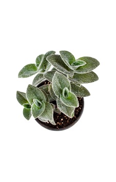 Tüylü Telgraf Çiçeği (Tradescantia Sillamontana)