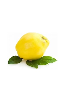 Limon Ekşi Ayva Fidanı Aşılı - 2 Yaş Tüplü 100 Cm Limon Ekşi Ayva Fidanı Aşılı - 2 Yaş Tüplü 100 Cm