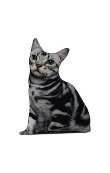 American Shorthair 3d Dijital Baskılı Lüks Kedi Yastığı Renkli