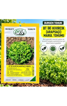 Bürgen Tohum Bt İri Kıvırcık Arapsaçı Marul Tohumu 10 Gr Bürgen Tohum Bt İri Kıvırcık Arapsaçı Marul Tohumu 10 Gr