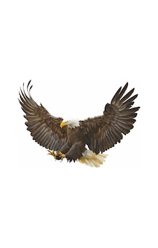 Kartal Sticker 02067 Kartal Sticker 02067