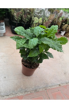 Coffea Arabica Süs Çiçeği