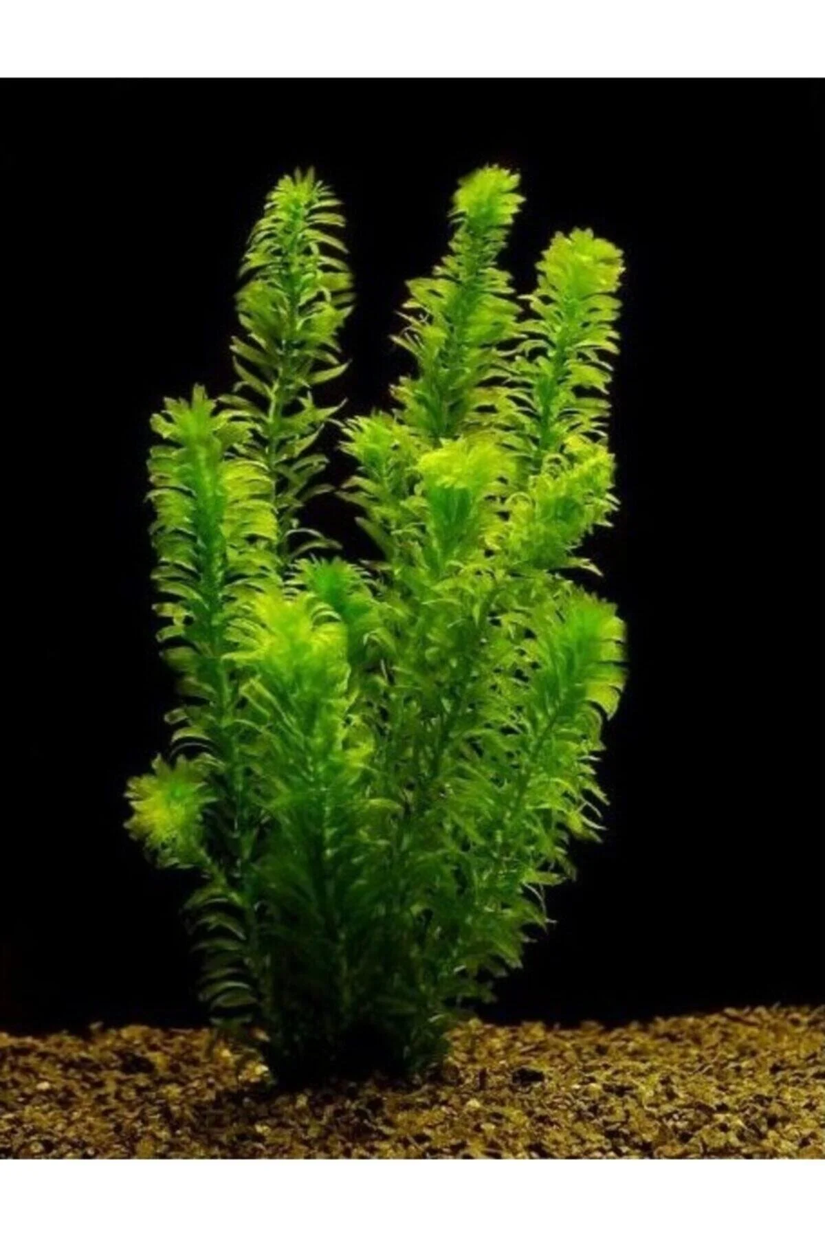 5 Kök Dal 15-25 Cm Canlı Akvaryum Bitkisi Elodea Densa Canlı Bitki