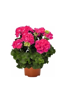 Iran Gül Pembe Sardunya Çiçeği Fidesi 10-20 Cm Iran Gül Pembe Sardunya Çiçeği Fidesi 10-20 Cm