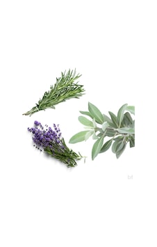 10 'lu Tıbbı Aromatik Bitki Paketi 10 'lu Tıbbı Aromatik Bitki Paketi