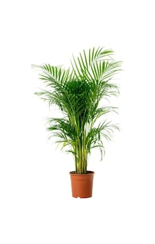 Areka Palmiyesi 140-160cm Areka Palmiyesi 140-160cm