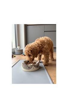 Tavşancık Mama Kabı Seramik - Küçük Irk Köpek Ve Kedi Tavşancık Mama Kabı Seramik - Küçük Irk Köpek Ve Kedi