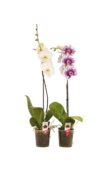 Solo Plant Orkide Q12 5 Adet
