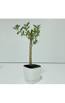 Beyaz Lüx Saksıda Minyatür Bonsai Zeytin Fidanı Beyaz Lüx Saksıda Minyatür Bonsai Zeytin Fidanı