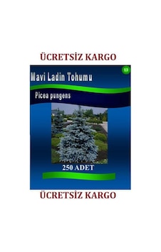 Mavi Ladin Tohumu 250 Adet Ağaç Tohumları Pice Pungens Kaibab Mavi Ladin Tohumu 250 Adet Ağaç Tohumları Pice Pungens Kaibab