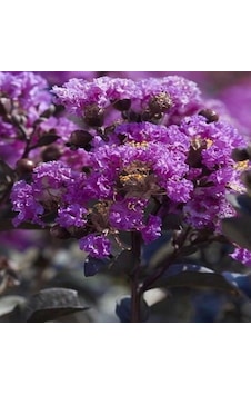 Tüplü Mor Oya Ağacı Fidanı Tüplü Mor Oya Ağacı Fidanı